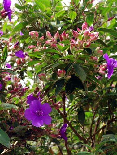 Bandarawela,_World`s_End,_DSC07045B_H600